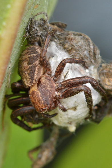 A photo of a ground crab spider on an egg sac on a plant.
