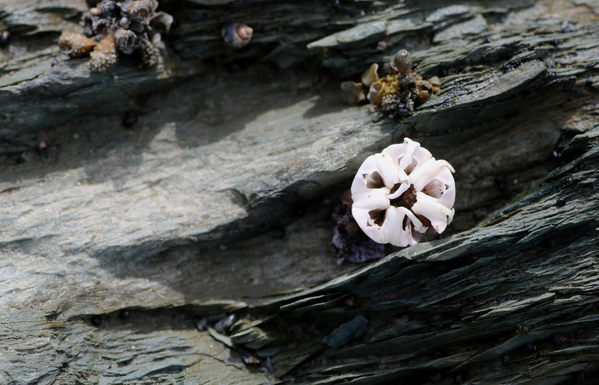 A macro photograph of a sea urchin's white "skull," or rather its mouth, shaped like a five-petaled flower, standing out against a dark grey rock partially in the sun. Brown and purple seaweed and sea shells can also be seen around clinging to the same rock.

There is a little confusion between the mouth and the anus of a sea urchin. After a thoroughly research, it looks like I fiddled and played with the top part. *Phew! Which is underneath the animal. 

Photographie macro du "crâne" blanc d'un oursin, c'est-à-dire sa bouche, en forme de fleur à cinq pétales, et qui se détache sur une rocher gris foncé partielllement au soleil. Des algues brunes et pourpres ainsi que des coquillages peuvent également être observés autour, accrochés au même rocher.