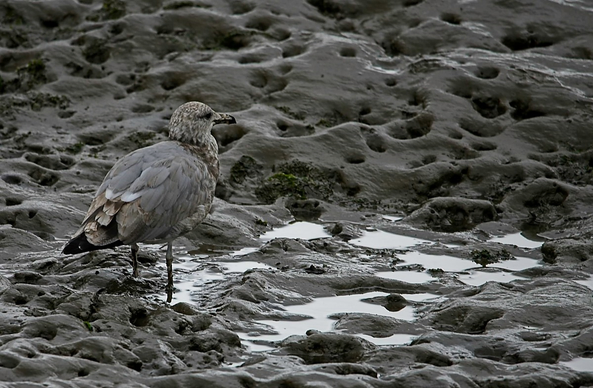 Juvenile seagull in the sand #seagull #birds #bird #birdsofmastodon #nature #naturephotography #photography #photo 