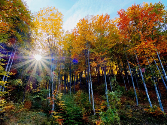 Autumnal forest with sunstar in the wienerwald, lower austria