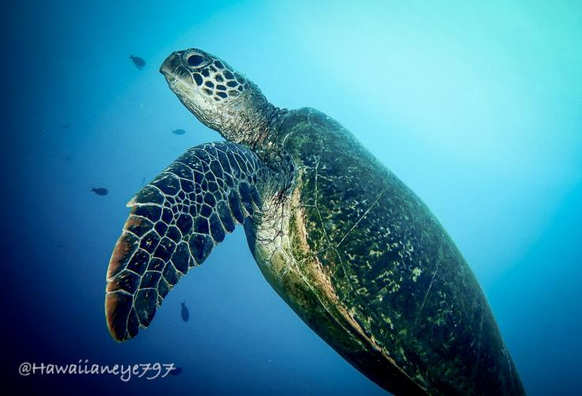 A sea turtle rises in the water column. It has a flattened dark shell and fins covered with a mosaic of leathery tiles. Its head is rounded and it has a small hooked beak.
