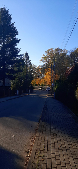 A photo of some road turning into the left side. The road is illuminated slightly by rising sun. There are cars and orange leafed trees in the background.
On sides there are evergreen trees