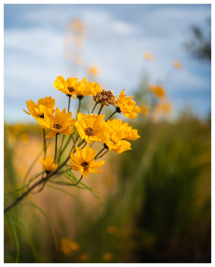 Gelbe Blumen vor verschwommenem Hintergrund, einige davon sind am abblühen oder schon abgeblüht.