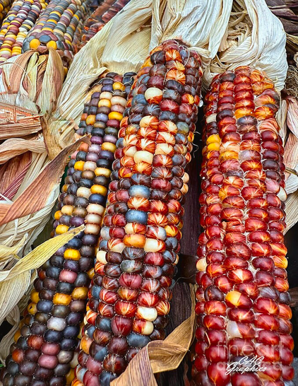 Colorful Autumn Corn