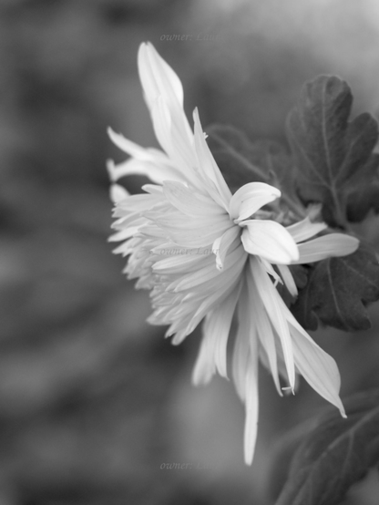 Flower, closeup, black and white, photo