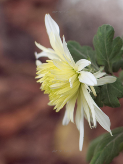 Flower, closeup, color, photo