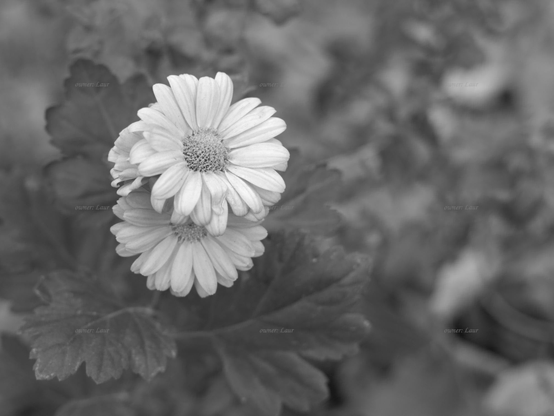 Flowers, closeup, black and white, photo