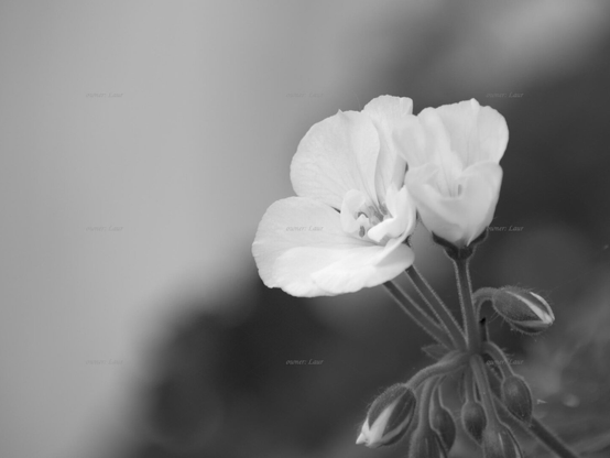 Flower, closeup, black and white, photo
