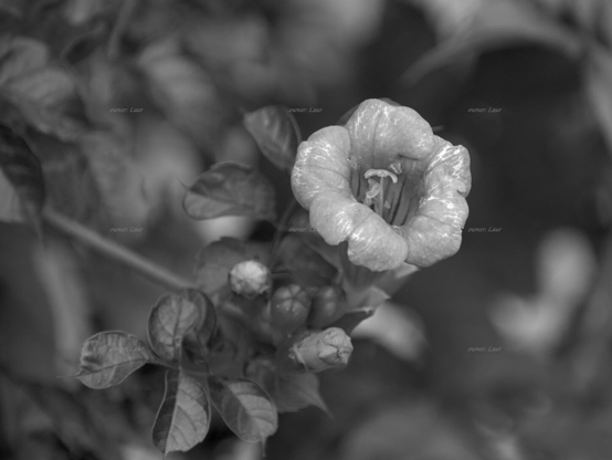 Flower, closeup, black and white, photo