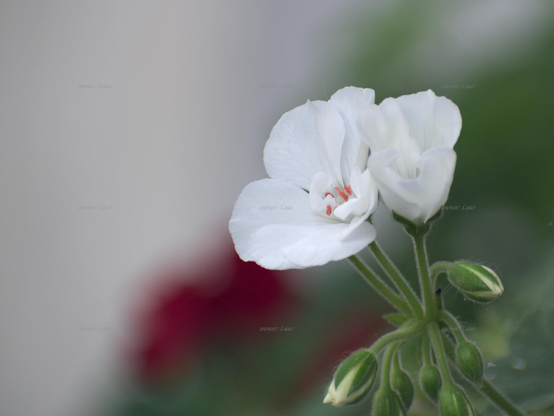 Flowers, closeup, color, photo