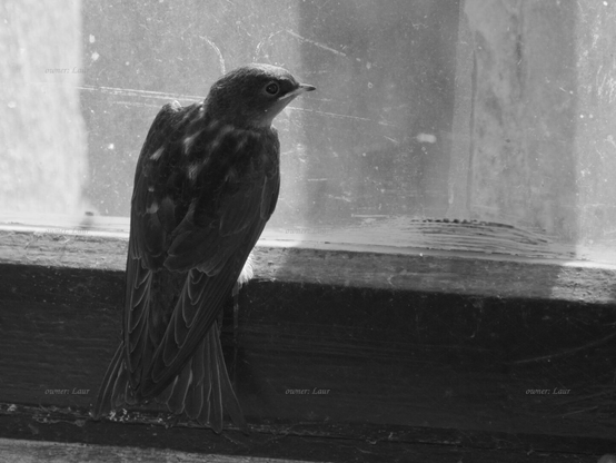 Bird, closeup, black and white, photo