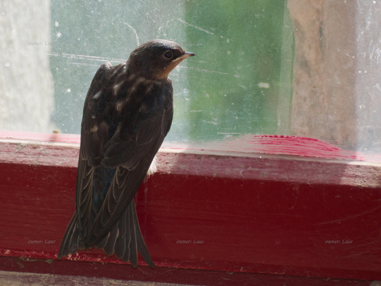 Bird, closeup, color, photo