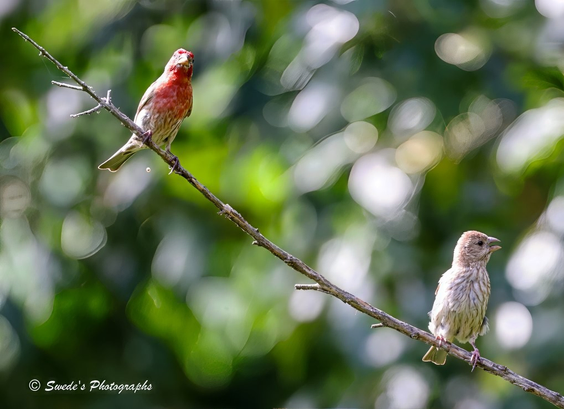 "Two small birds perch on a slanted tree branch that cuts diagonally across the frame like a ceremonial staff. The background is a soft blur of green foliage and scattered light, creating a gentle bokeh effect that feels like morning mist or memory.

The bird on the upper left is a male house finch, radiant with red plumage that crowns his head and spills down his chest like a ceremonial sash. His wings and body are streaked with brown and white, giving him the look of a creature both wild and adorned. He faces slightly downward, as if watching over the space or preparing to speak.

Below him, on the lower right of the branch, sits the female house finch. Her feathers are more subdued—earth-toned browns and whites, streaked like bark or woven cloth. She looks away from the male, her gaze turned outward, as if attending to a different horizon or holding her own counsel. The posture suggests independence, quiet vigilance, or perhaps a moment of emotional distance within the shared perch.

The branch itself is textured and weathered, angled like a diagonal bridge between them. The soft green blur behind them makes their forms pop—sharp, intimate, and full of quiet story. The image feels like a moment of shared stillness, a pause in flight, a perch of proximity without perfect alignment.

In the bottom left corner, the signature “© Swede’s Photographs” anchors the image in authorship." - Microsoft Copilot