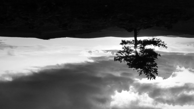 A lone tree on a high plateau, against the light of a cloudy sky in the setting sun. (Version françæ) Arbre solitaire sur æn haux plateau, à contre-jour dal ciel nuageux al soleil couchanx.