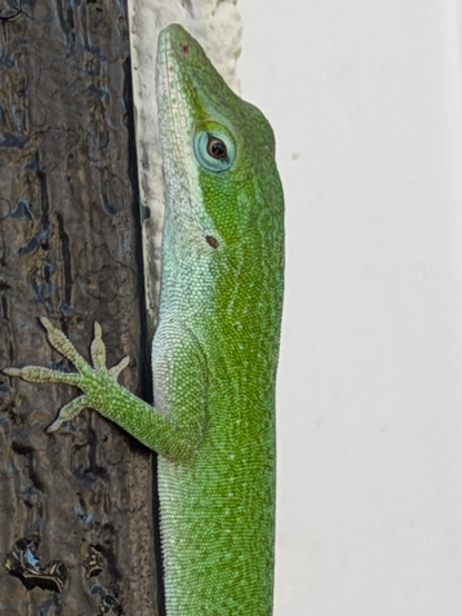 A photograph of a green lizard.