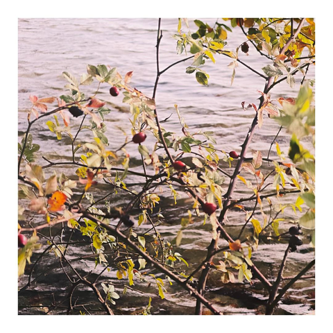 Strauch mit roten Hagebutten, dahinter leicht bewegtes Wasser eines Sees