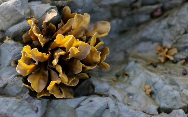 Macro photograph of a yellow-brown kelp-like seaweed, illuminated by sunlight, clinging to a grey rock by the sea. The seaweed resembles a small lettuce. Other seaweeds and small shells are blurred in the background.

Photographie macro d'une algue de type varech d'un jaune brun, illuminée par les rayons du soleil, accrochée à un rocher gris en bord de mer. l'algue ressemble à une petite laitue. D'autres algues et des petits coquillages sont flous en arrière-plan.