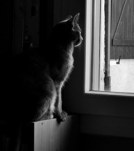 Un chat dans une ambiance claire obscure observe à la fenêtre