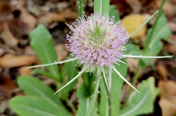 Cabaret-des-oiseaux - Dipsacus fullonum L(1).jpg