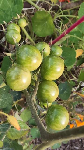 A bunch of beautiful little underripe green tomatoes on the vine.