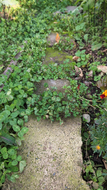 A mossy cobble footpath, covered in clover.