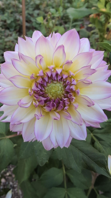 A gorgeous lavender dahlia with yellow and white accents.