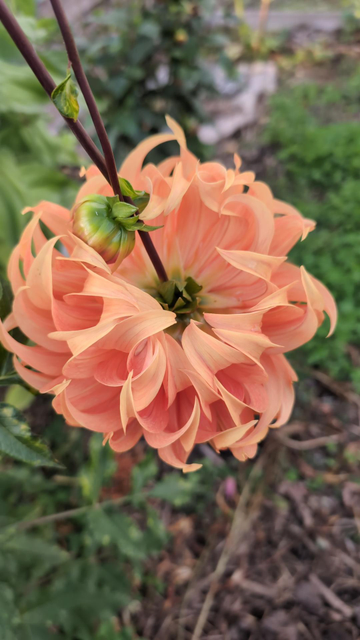 Another beautiful dahlia (I think). This one is salmon-colored and hanging down, facing the garden bed below.