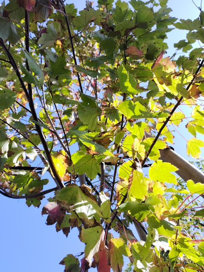 looking up at a young red maple of the October Glory variety, as the sun makes it's leaves glow.