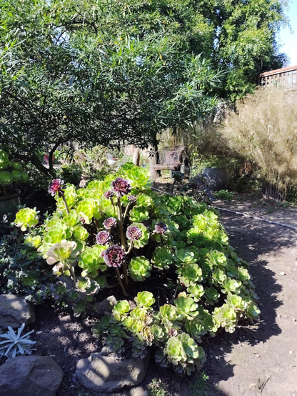 A succulent garden mostly populated with echeveria. Also visible, a ceanothus, a kangaroo apple shrub, a stand of ornamental grass which I think is Pillar of Smoke, and a Maitén tree.