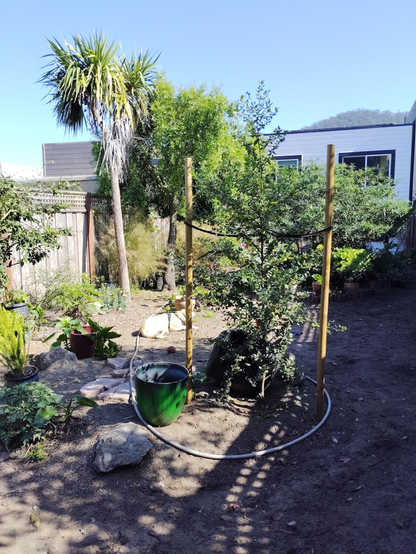 From the back of the yard toward the house, we see a young ceanothus tree of the Ray Hartman variety, along with asparagus fern, cala lily and geranium maderense, with yucca, Maitén tree and kangaroo apple in the background.