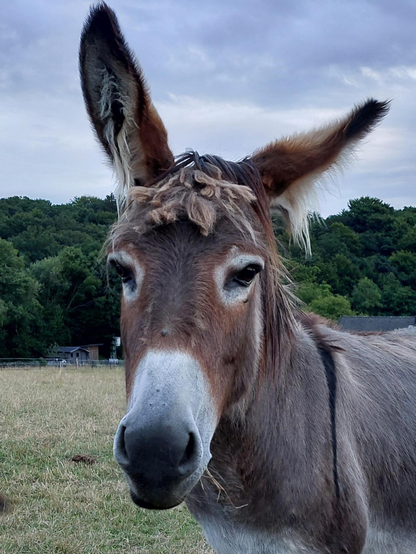 Portrait of a donkey. Their face is brown with a white muzzle and white rims around the eyes. They looks directly at the viewer, the long ears turned backwards. A few shaggy, blonde strands of mane hang down onto the donkey's forehead, looking like little dreadlocks. In the background are meadows, trees and an overcast sky.