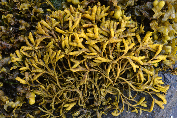 A photo of channeled wrack on a shore.