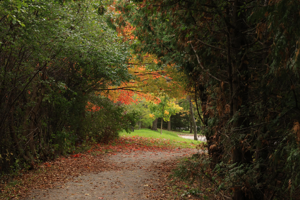 This photo is taken at the end of a trail where it meets up with a paved parking lot. Only a very small portion of the parking lot is in view. The trail is about six feet wide and has taller bushes/trees along each side which create an arch effect above. In the distance, "pops" of fall colours can be seen on the trees. The grass beneath these trees is still quite green for mid October.  This colour is the focus of the photo as it stands out in a subtle way.
