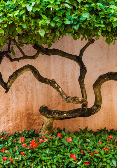 A vertical photograph featuring a striking interplay of a large shrub against a textured wall. The central subject is a large shrub against a warm, salmon-pink to light-tan stucco wall. The main trunk is relatively short, and its thick, dark brown branches twist and curve horizontally and upward in an artistic, sculptural pattern against the smooth wall. Above the branches, the tree's dense green foliage forms a lush canopy, creating a dark green border at the top of the image. At the base of the wall, there's a thick border of ground cover—small, dark green leaves forming a dense, low hedge. Tucked within this green foliage are numerous bright, vibrant red blossoms, adding a strong pop of contrasting color near the bottom of the frame. The lighting is soft but vibrant, emphasizing the rich textures of the rough wall and the smooth, sinuous branches.