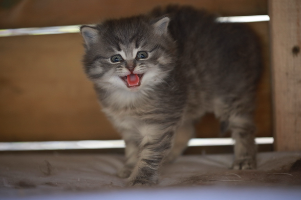 This is Luna, a kitten that we rescued from a shed that was being closed up. We brought Luna and her mother into our shed to mature until she was old enough to bring inside the house. She now lives inside with us! 