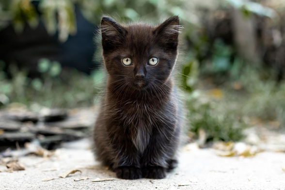 Playing catch-up with posts!  I got this super cute portrait of Frick yesterday. 