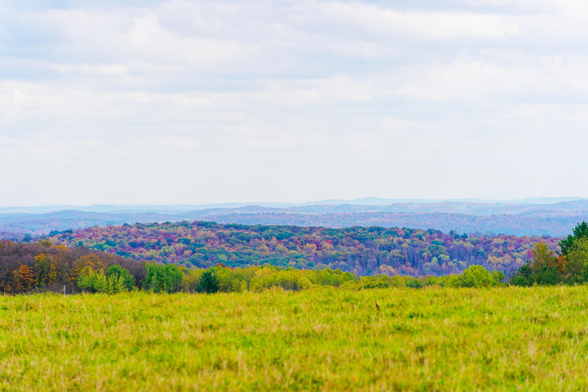 A yellow-green grass field fills the bottom 1/4 of the fame,  then there are a few nearby trees and then a view of a hillside with brightly colored trees with numerous hill lines behind too far away to show colors
