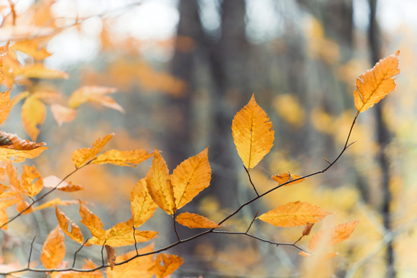 Yellow Beach leave in foreground in focus,  more out of focus further away and thick tree trunks in the far background