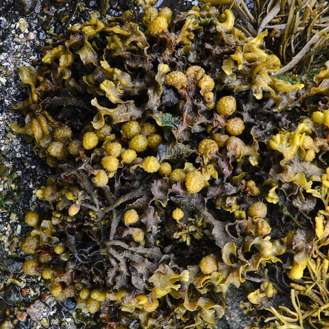 A photo of spiral wrack on a shore.