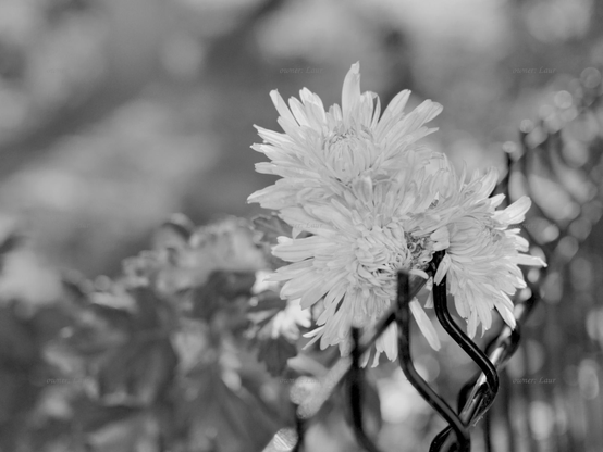 Flowers, closeup, black and white, photo