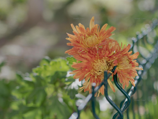 Flowers, closeup, color, photo