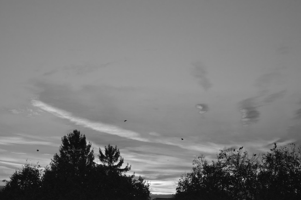 Clouds, trees, birds, black and white, photo