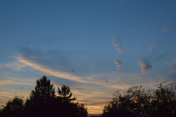 Clouds, trees, birds, color, photo