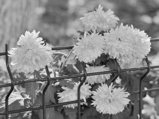 Flowers, closeup, black and white, photo