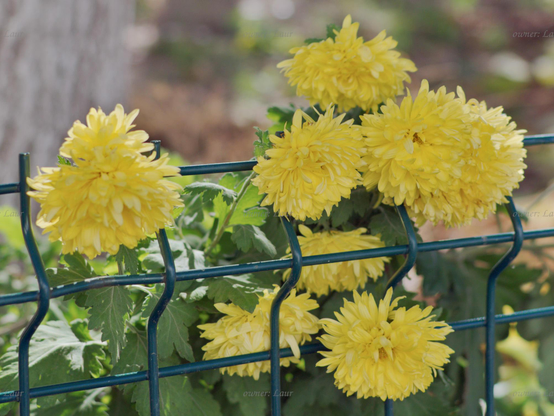 Flowers, closeup, color, photo
