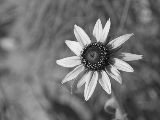 Flower, closeup, black and white, photo