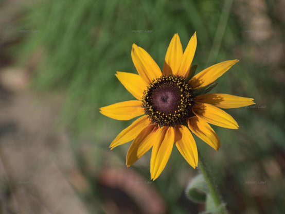 Flower, closeup, color, photo