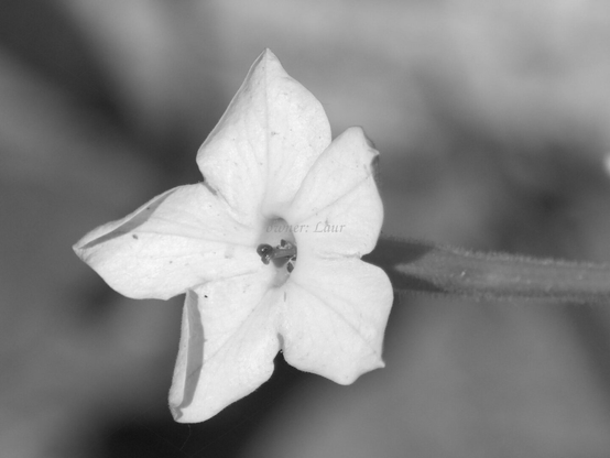 Flower, closeup, black and white, photo
