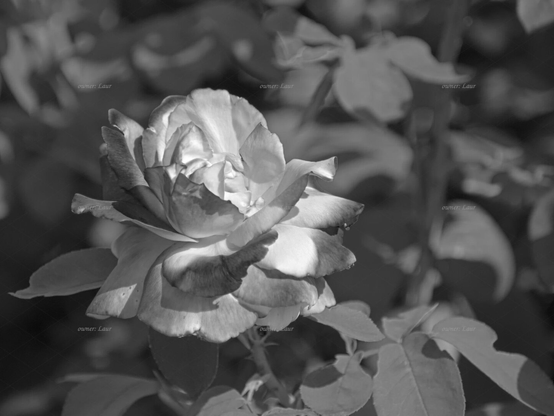 Rose, closeup, black and white, photo