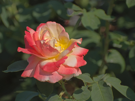 Rose, closeup, color, photo